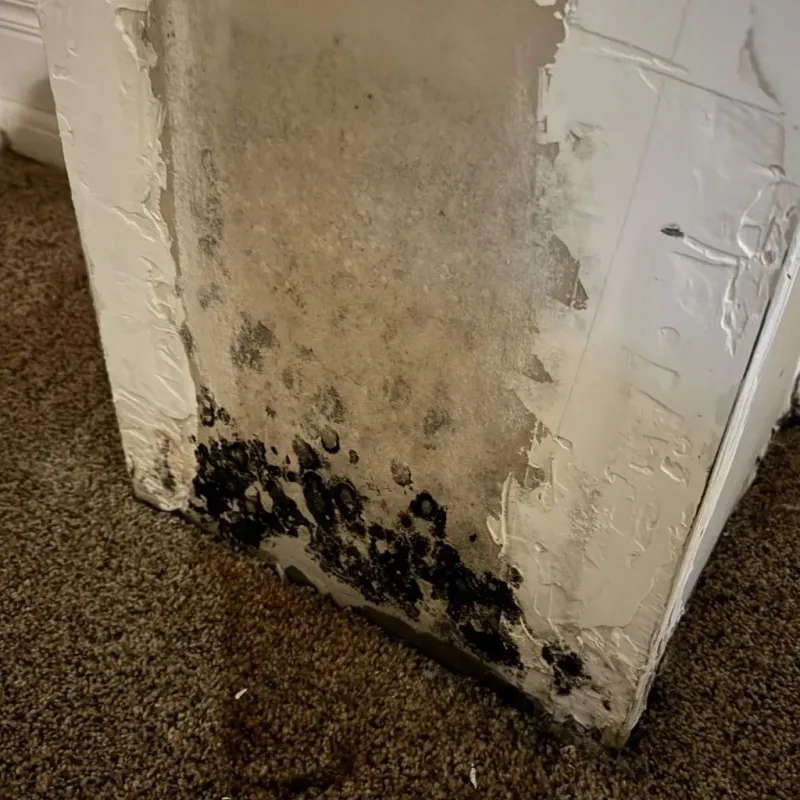 Professional Mold Removal in Richmond, WI